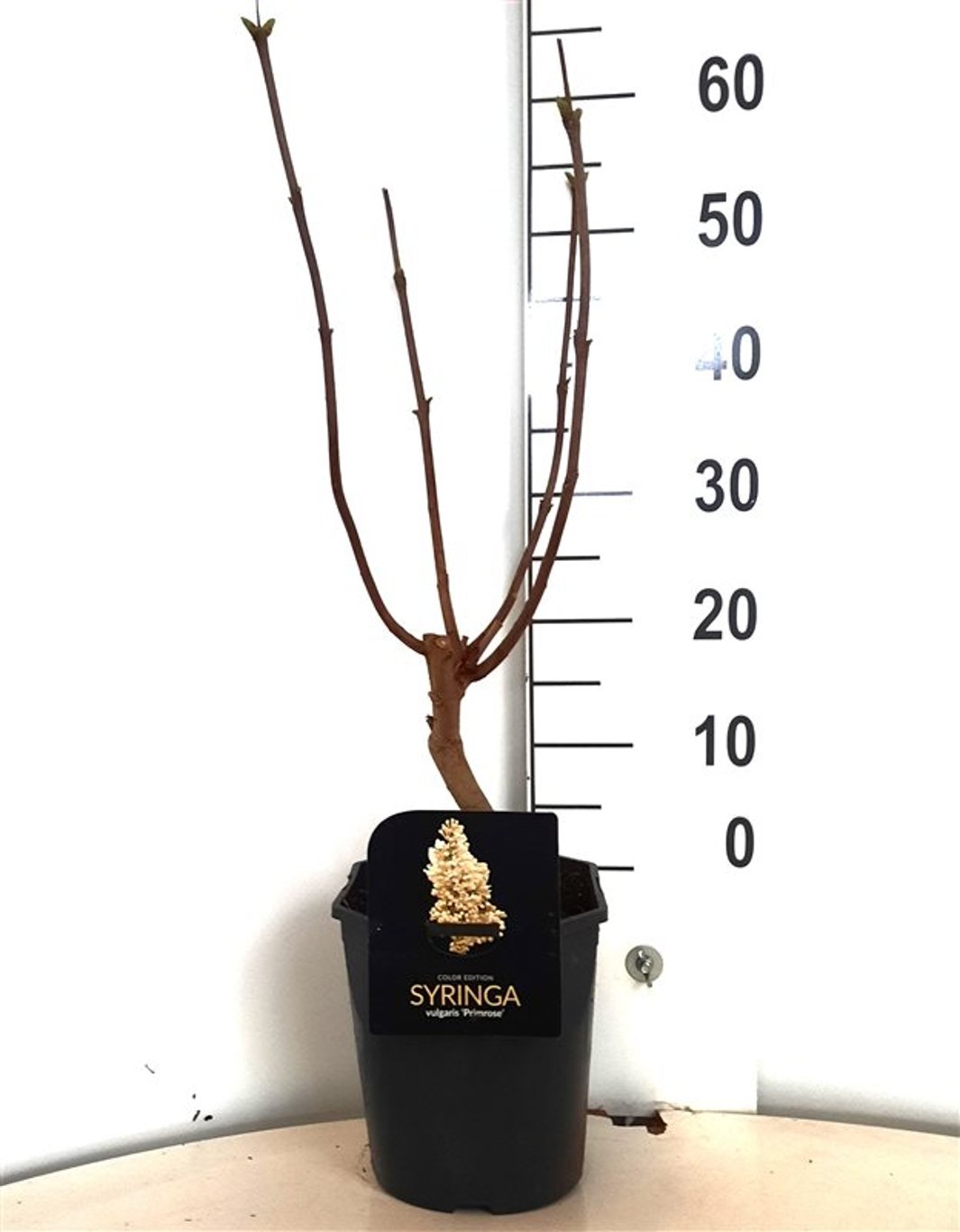 Syringa v. 'Primrose' - C5 50-60 CM